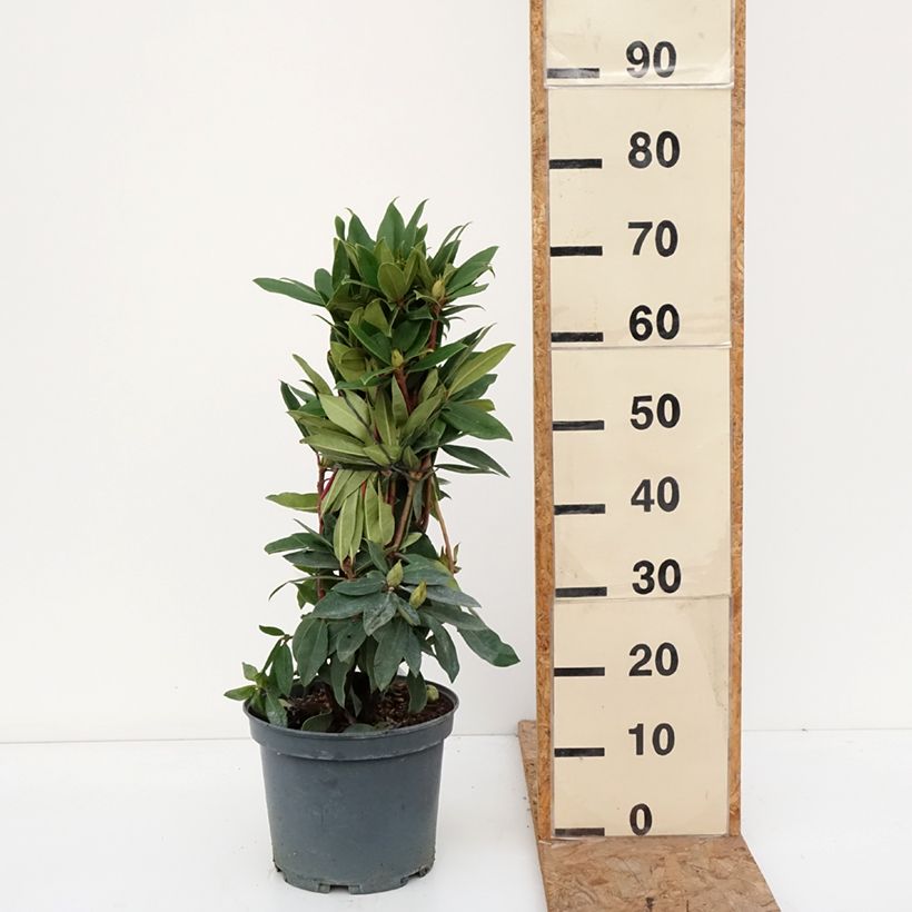 Spécimen de Rhododendron Red Eye Pot de 4L/5L tel que livré en automne