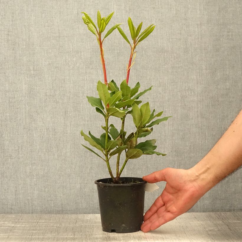 Example of Rhododendron Roseum Elegans - Grand rhododendron Pot de 12 cm / 13 cm as you get in printemps