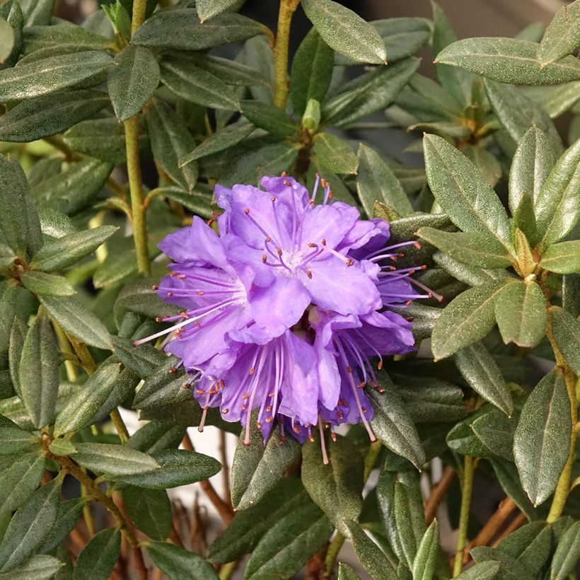 Rhododendron russatum Lauretta - Rhododendron nain (Flowering)