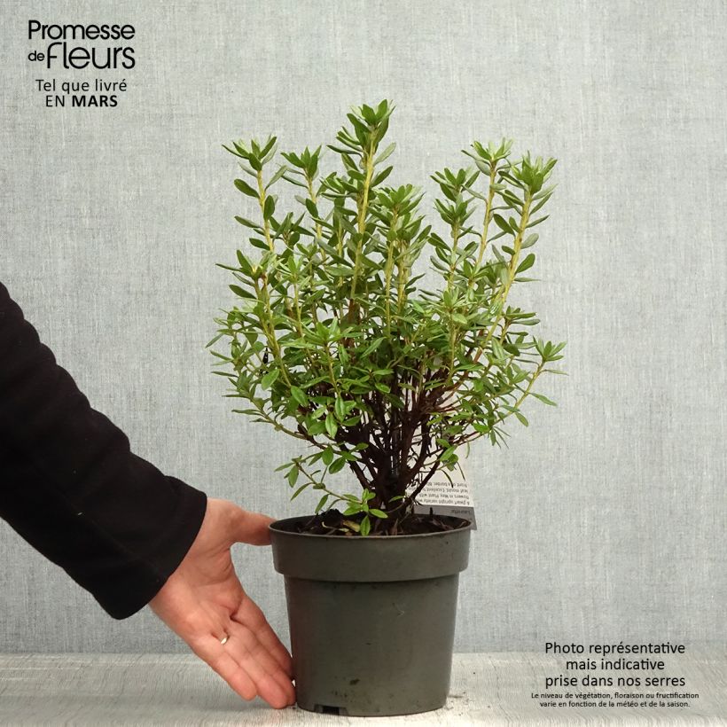 Example of Rhododendron russatum Lauretta - Rhododendron nain Pot de 2L/3L as you get in printemps