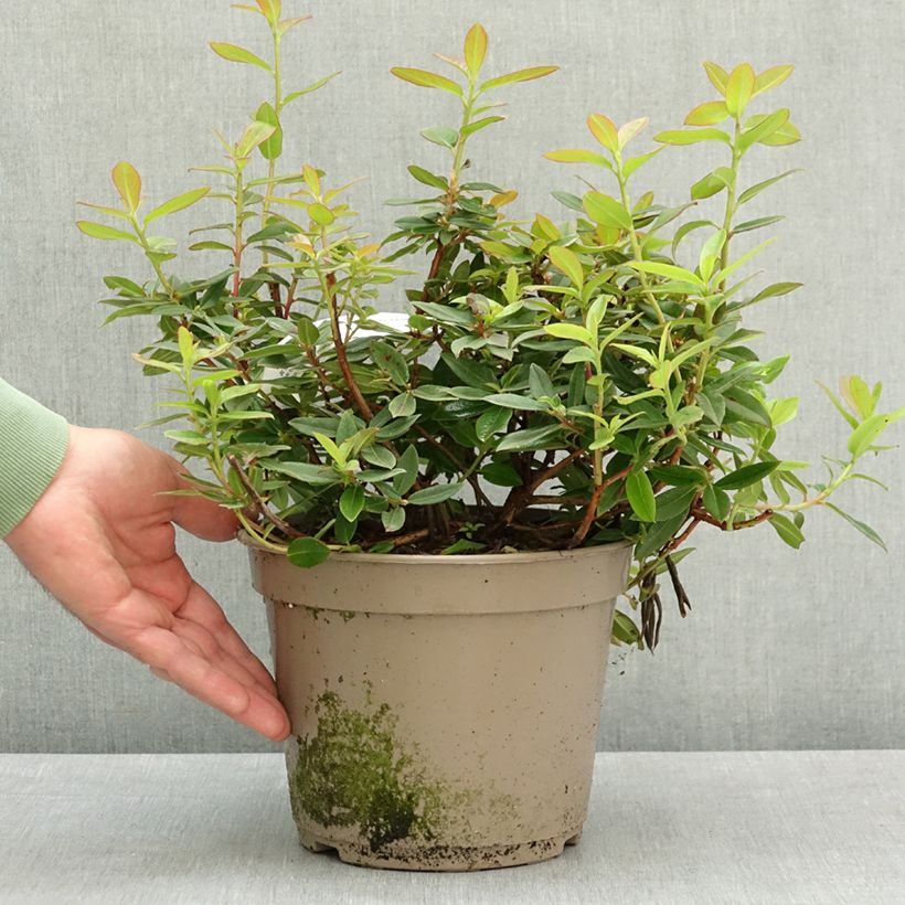 Spécimen de Rhododendron Saint Tudy Pot de 4L/5L tel que livré au printemps