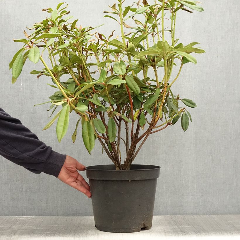 Example of Rhododendron Sappho Pot de 7,5L/10L as you get in ete