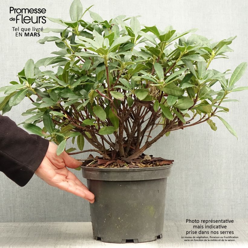 Example of Rhododendron Scyphocalyx Pot de 6L/7L as you get in printemps