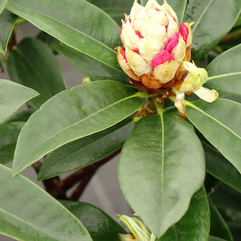 Rhododendron Souvenir de J. Broughton - Grand rhododendron (Feuillage)