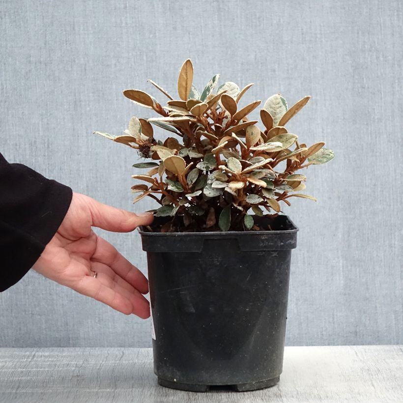 Spécimen de Rhododendron tsariense - rhododendron botanique Pot de 3L/4L tel que livré au printemps
