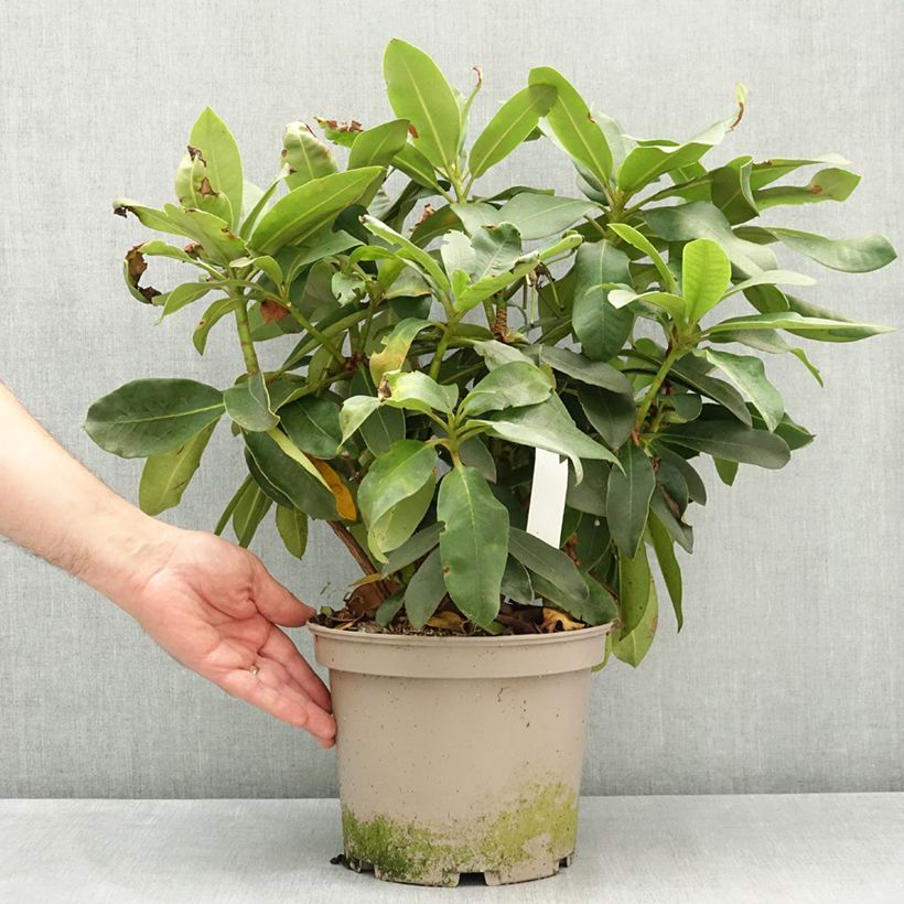 Spécimen de Rhododendron Vallée de l'Odet Pot de 4L/5L tel que livré au printemps