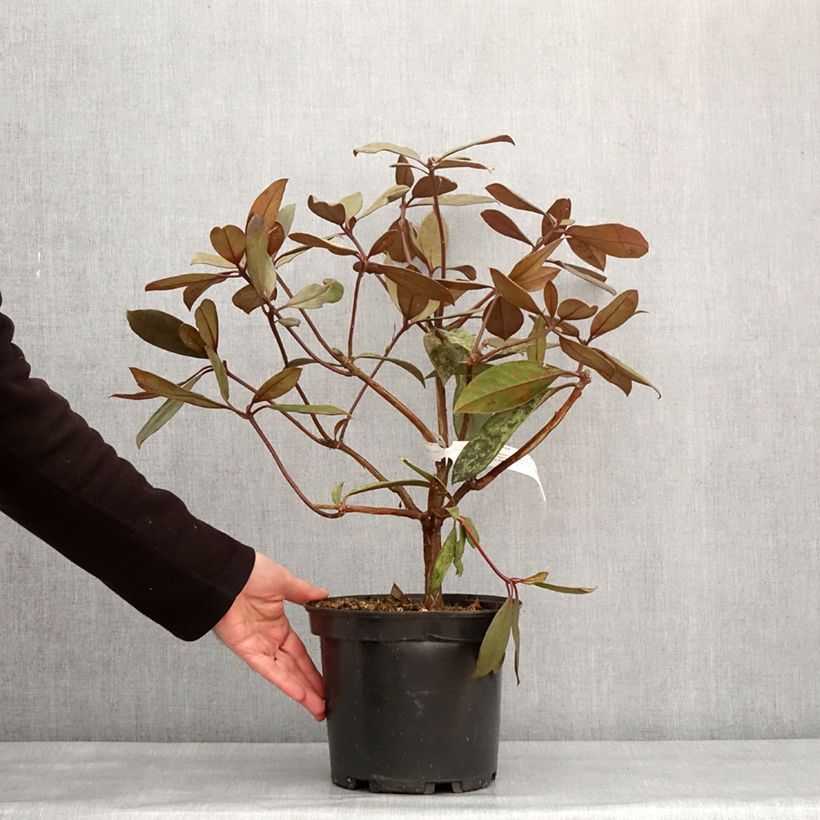 Spécimen de Rhododendron vireya Calavar Pot de 3L/4L tel que livré en hiver