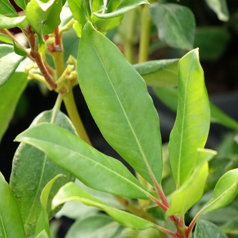 Rhododendron vireya Hendrick's ker (Feuillage)