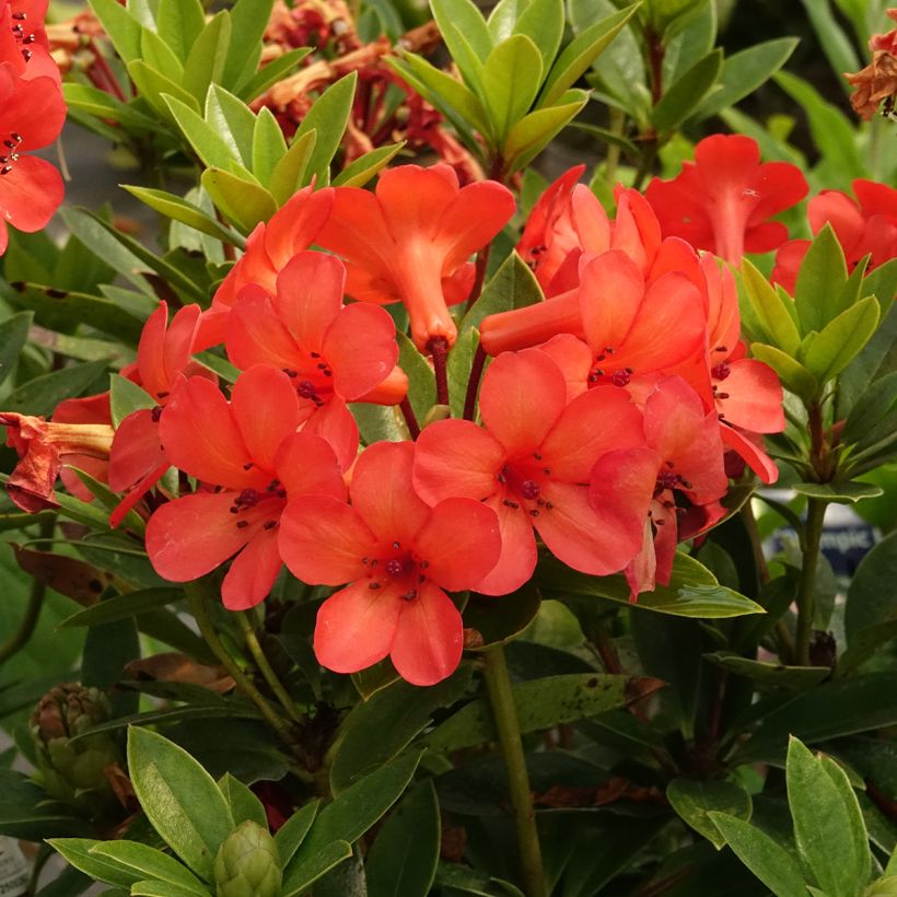 Rhododendron vireya Hendrick's ker (Floraison)