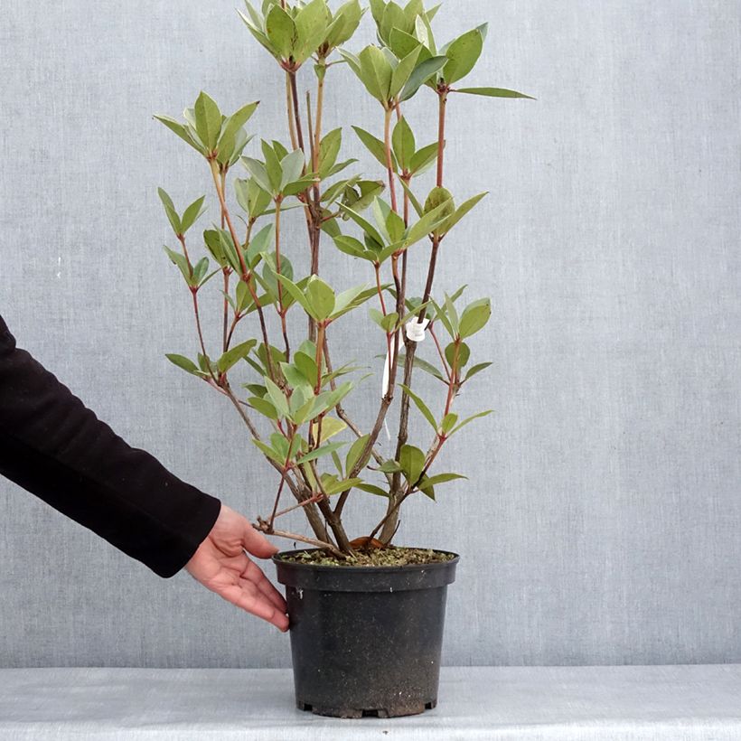 Spécimen de Rhododendron vireya Oogappel Pot de 3L/4L tel que livré en hiver