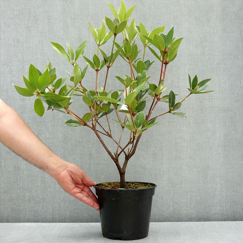 Spécimen de Rhododendron vireya Oogappel Pot de 3L/4L tel que livré au printemps