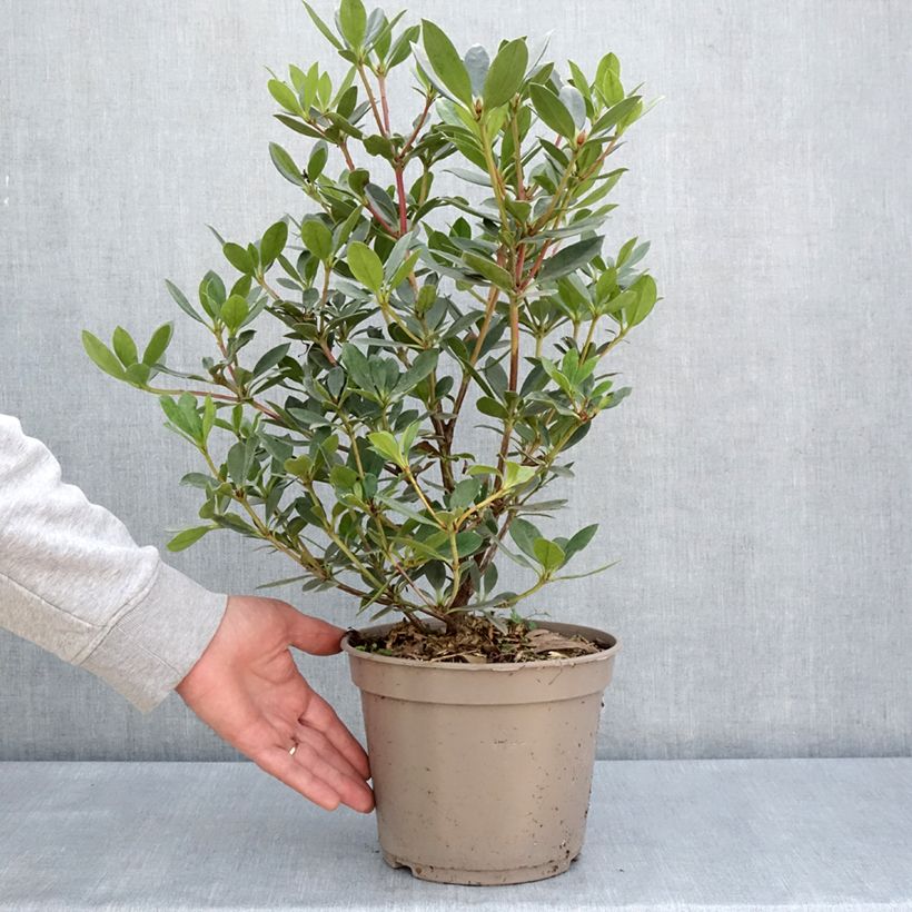 Spécimen de Rhododendron vireya Saxon blush Pot de 3L/4L tel que livré au printemps