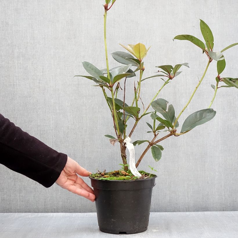 Spécimen de Rhododendron vireya Strawberry Parfait Pot de 3L/4L tel que livré en hiver