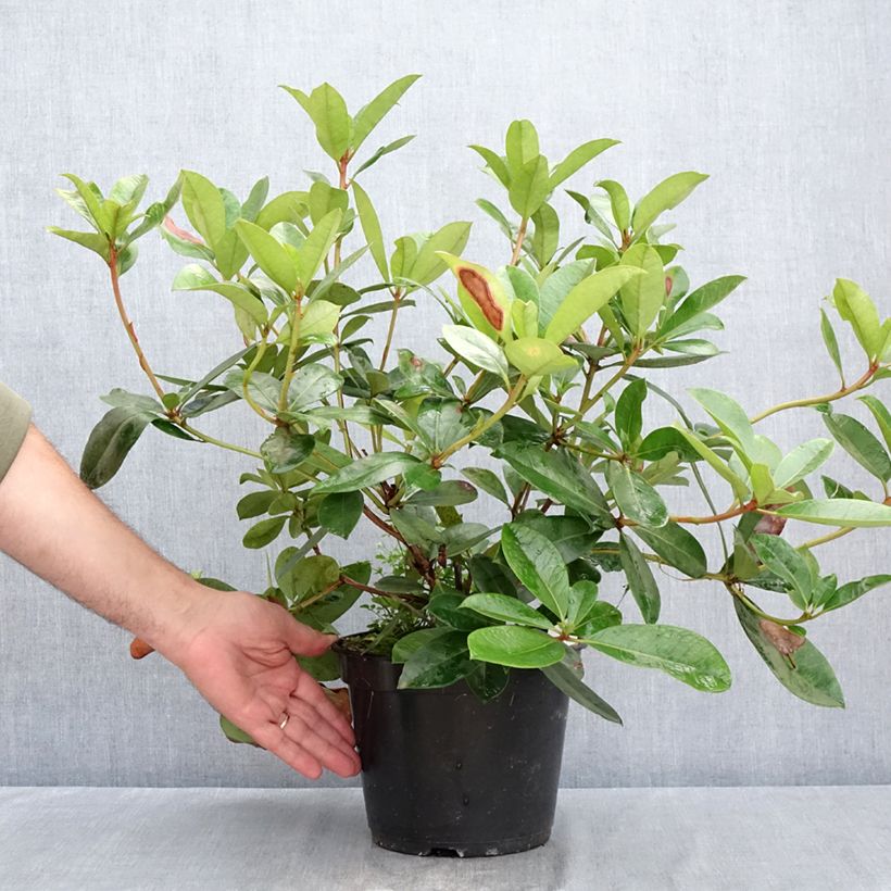 Spécimen de Rhododendron vireya Vladimir Bukovski Pot de 3L/4L tel que livré en été
