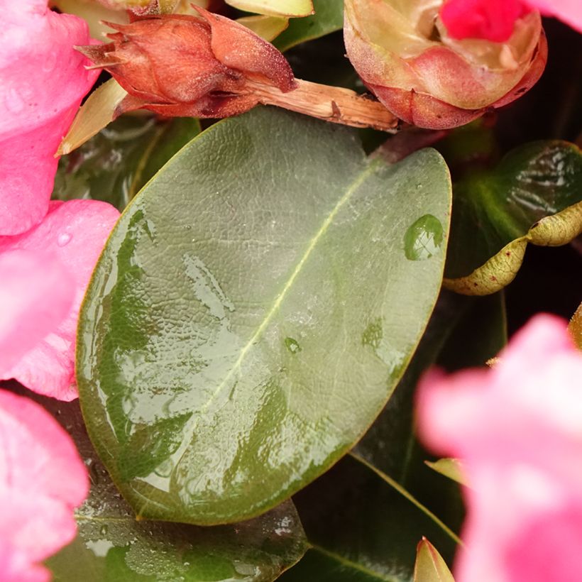 Rhododendron williamsianum Gartendirektor Glocker (Feuillage)