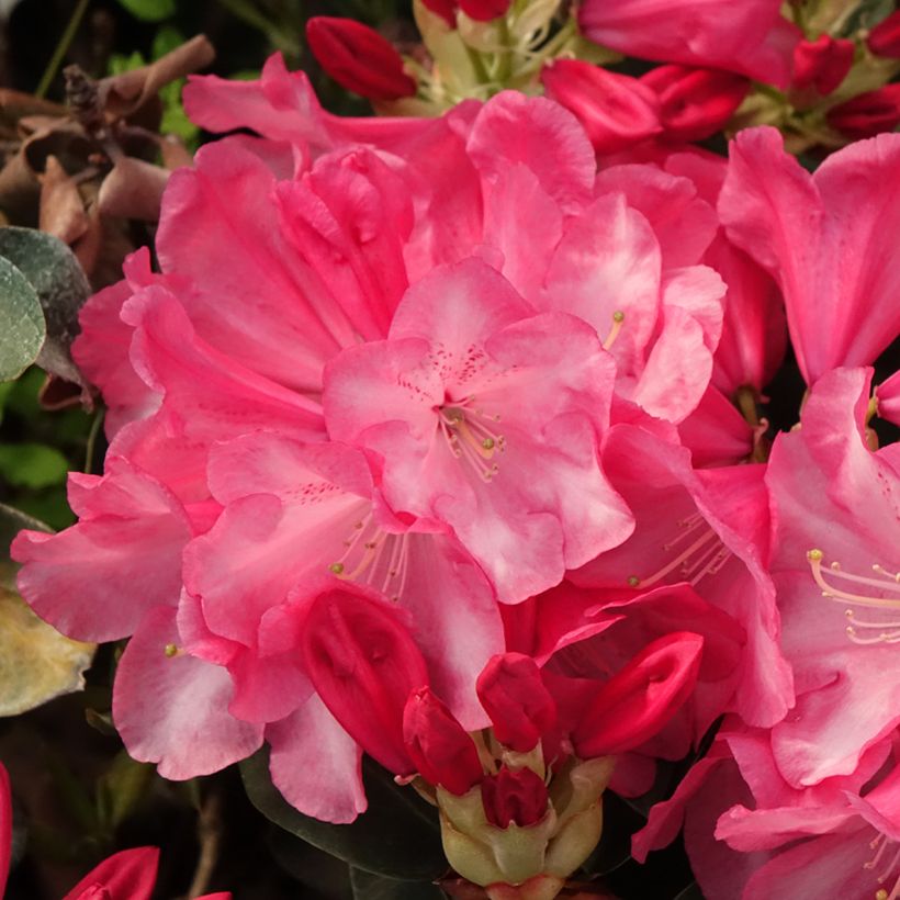 Rhododendron williamsianum Gartendirektor Glocker (Floraison)