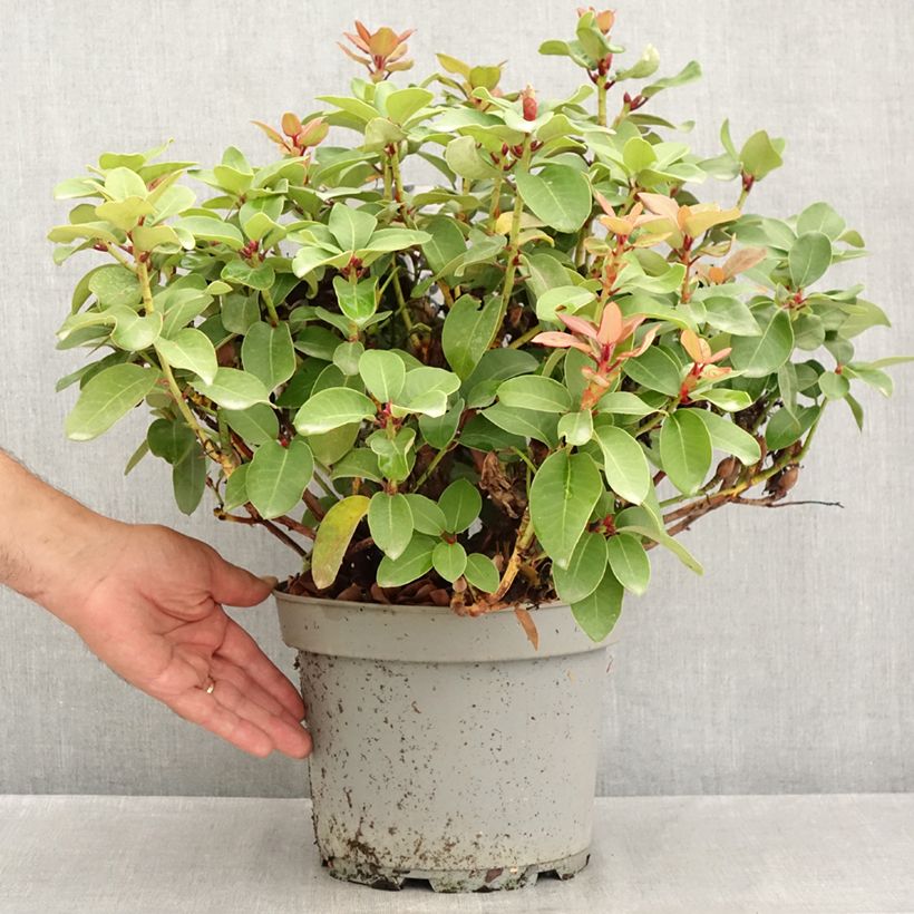 Spécimen de Rhododendron williamsianum Gartendirektor Glocker Pot de 4L/5L tel que livré en été