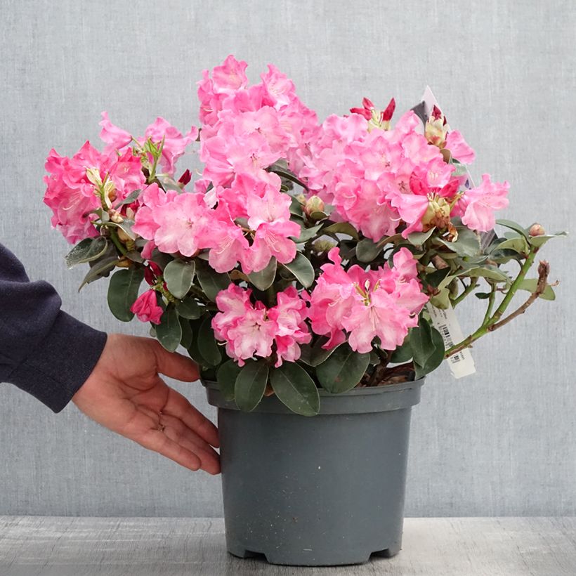 Spécimen de Rhododendron williamsianum Gartendirektor Glocker Pot de 4L/5L tel que livré au printemps