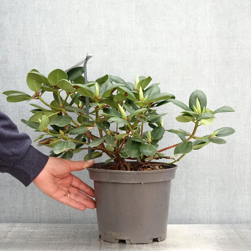 Spécimen de Rhododendron williamsianum Gartendirektor Rieger Pot de 4L/5L tel que livré au printemps