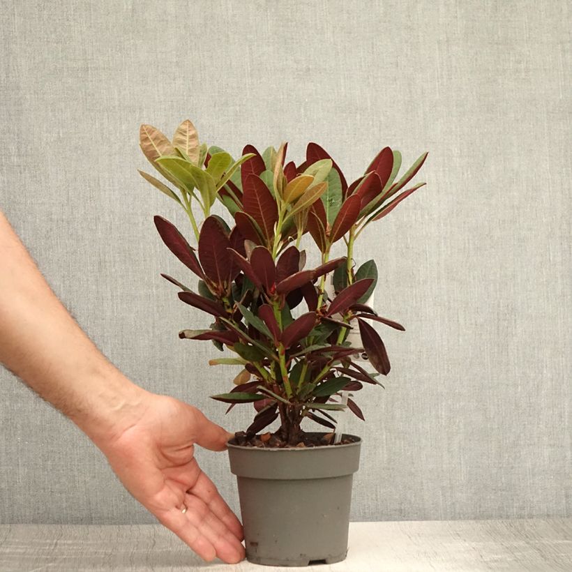 Spécimen de Rhododendron Wine & Roses Pot de 12 cm / 13 cm tel que livré en été