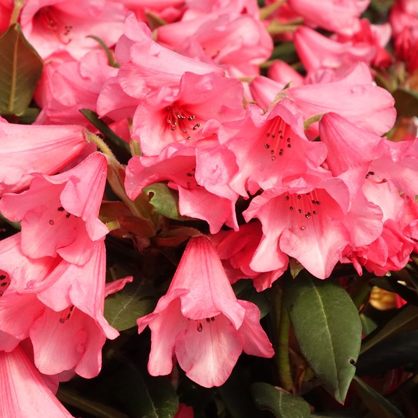 Rhododendron Winsome - Rhododendron nain (Floraison)