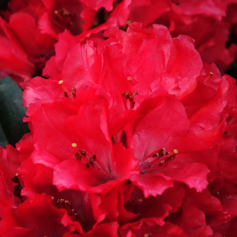Rhododendron x haematodes Lisetta - Rhododendron nain (Floraison)