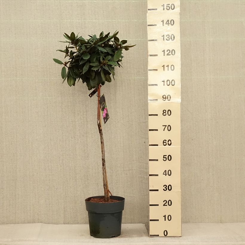Spécimen de Rhododendron yakushimanum Anuschka - Rhododendron nain Pot de 7,5L/10L, Tige, Tige de 80 cm tel que livré en automne