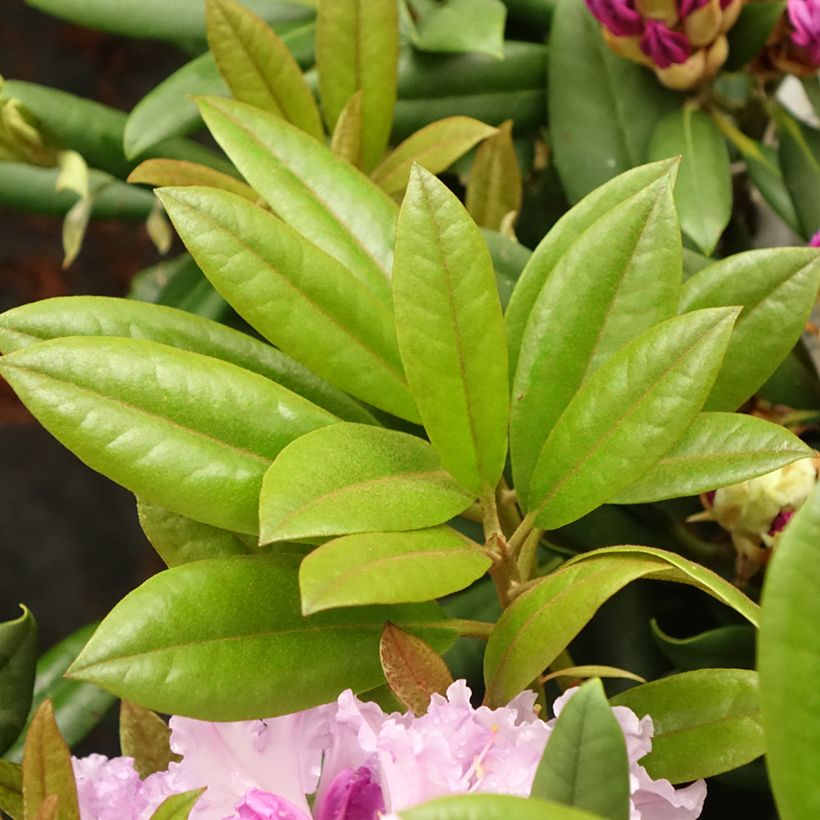 Rhododendron yakushimanum Caroline Allbrook - Rhododendron nain (Foliage)