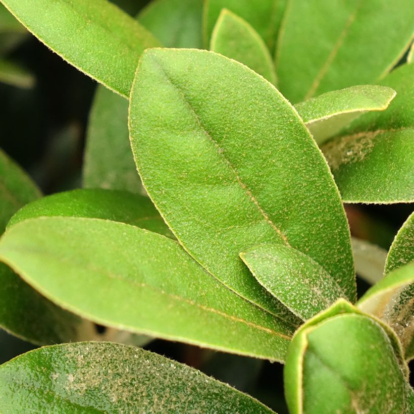 Rhododendron yakushimanum Debbie Dane - Rhododendron nain (Feuillage)