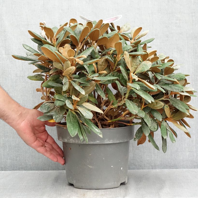 Spécimen de Rhododendron yakushimanum Debbie Dane - Rhododendron nain Pot de 4L/5L tel que livré en été