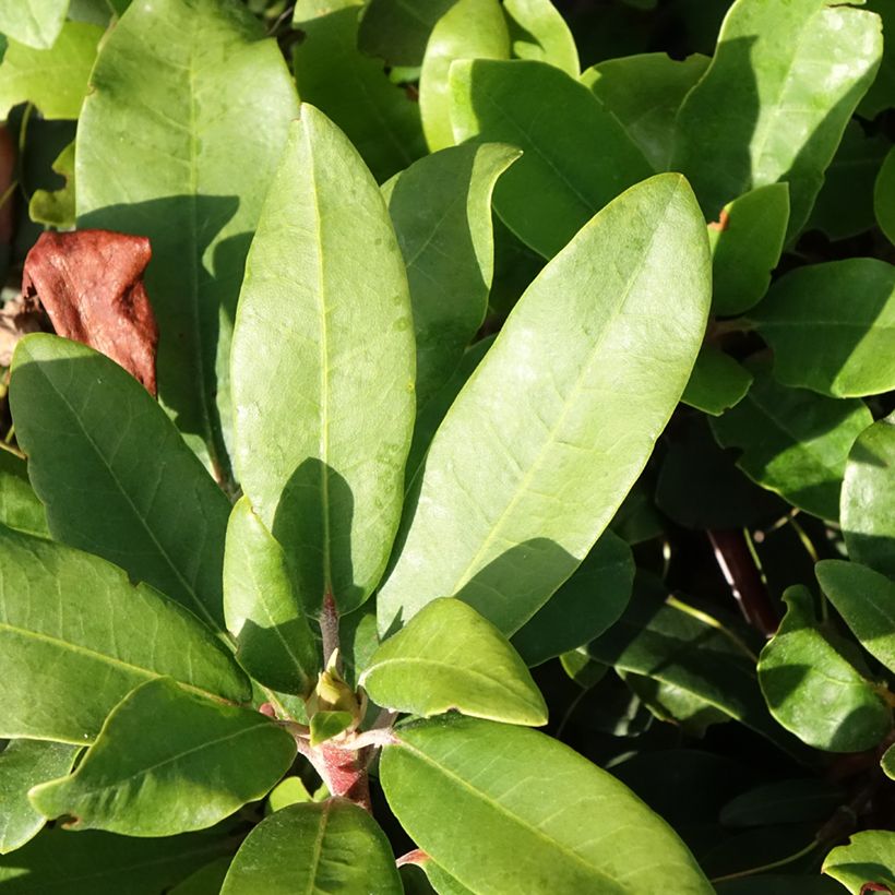 Rhododendron yakushimanum Easydendron INKARHO Bohlken's Roter Stern  (Foliage)