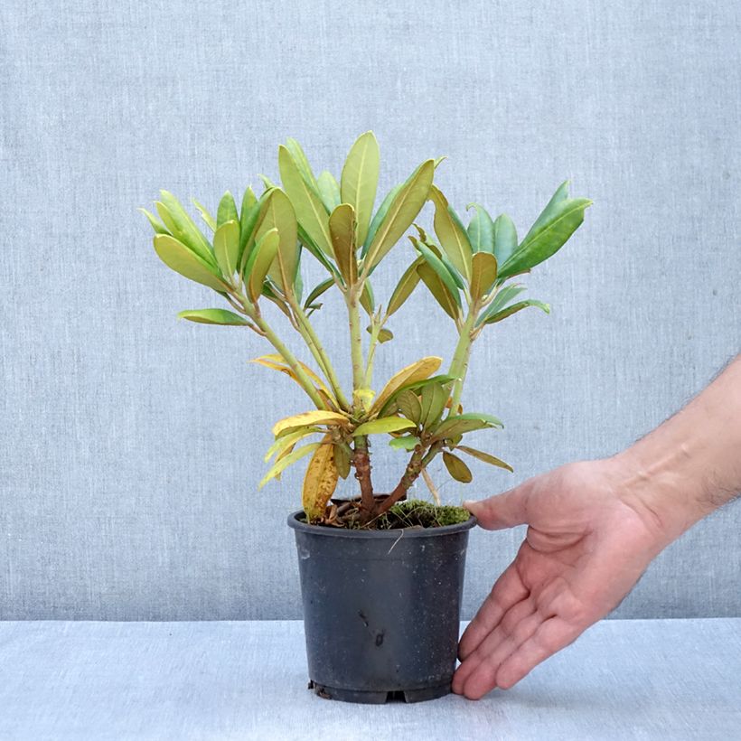 Spécimen de Rhododendron yakushimanum Kalinka - Rhododendron nain Pot de 12 cm / 13 cm tel que livré en automne