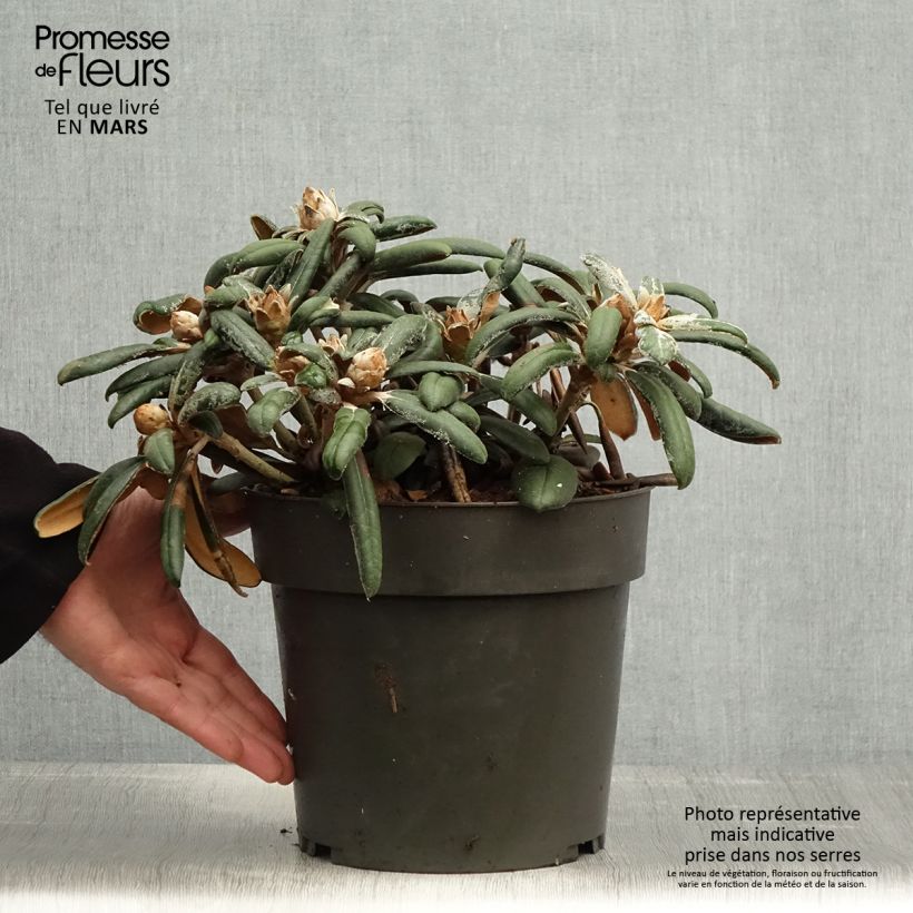 Example of Rhododendron yakushimanum Koichiro Wada - Rhododendron nain Pot de 4L/5L as you get in printemps