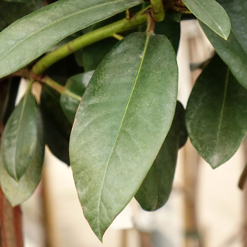 Rhododendron yakushimanum Morgenrot - Rhododendron nain (Foliage)