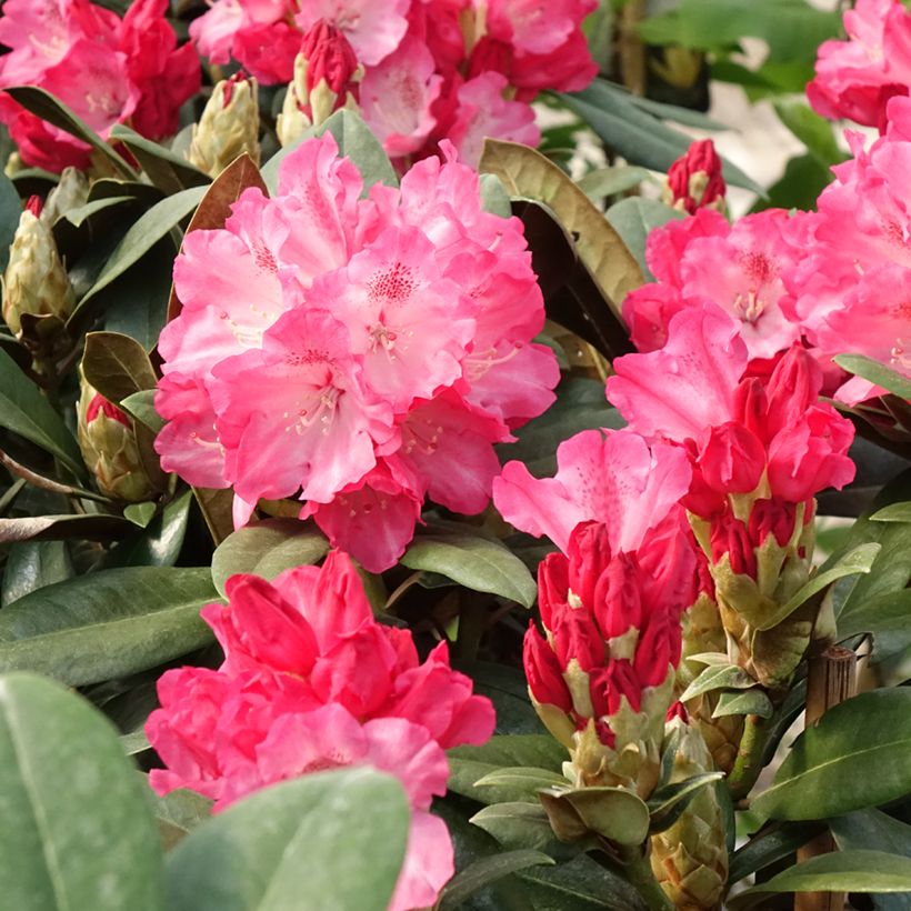 Rhododendron yakushimanum Morgenrot - Rhododendron nain (Flowering)