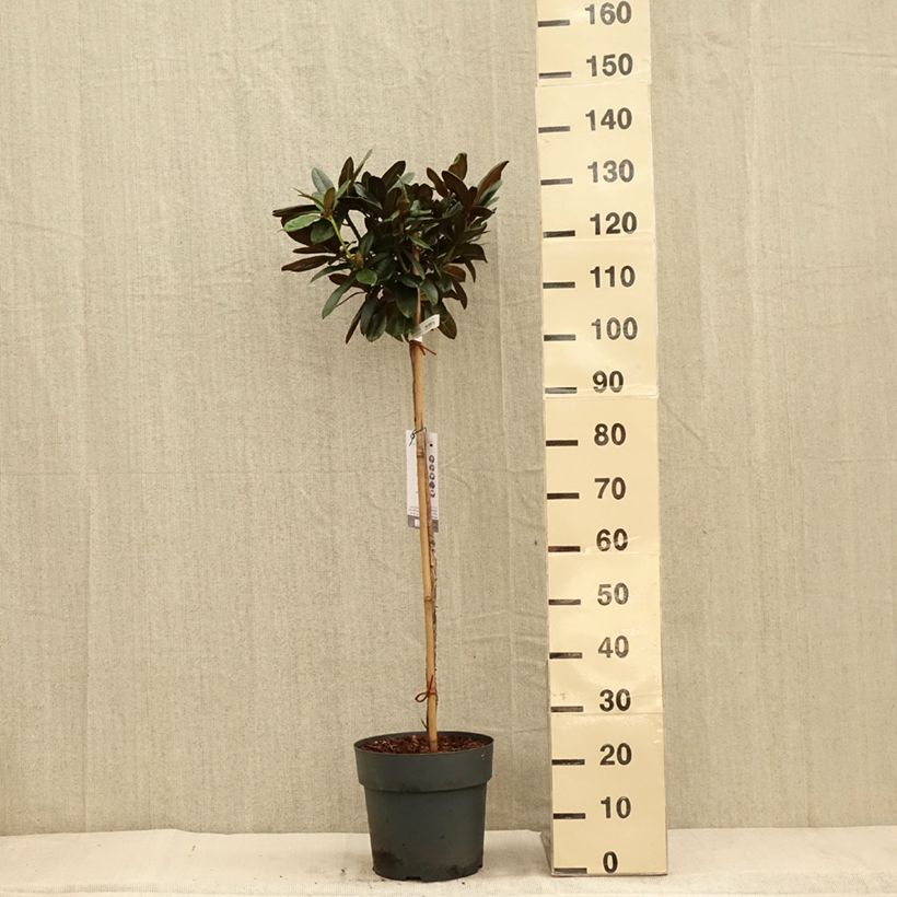 Spécimen de Rhododendron yakushimanum Morgenrot - Rhododendron nain Pot de 7,5L/10L, Tige, Tige de 80 cm tel que livré en automne