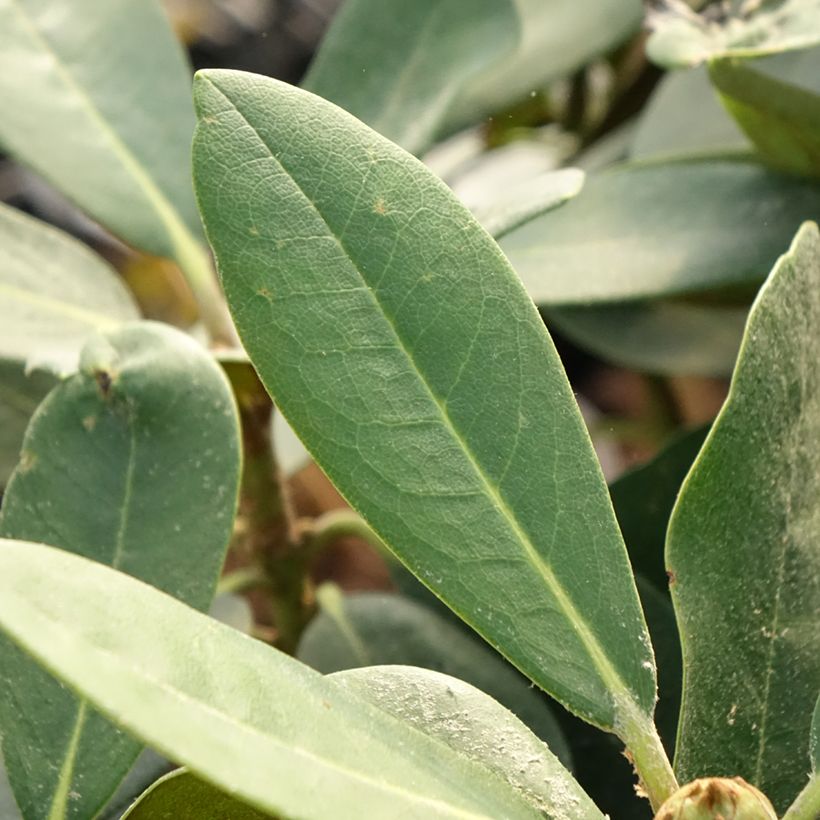 Rhododendron yakushimanum Silberwolke - Rhododendron nain (Foliage)