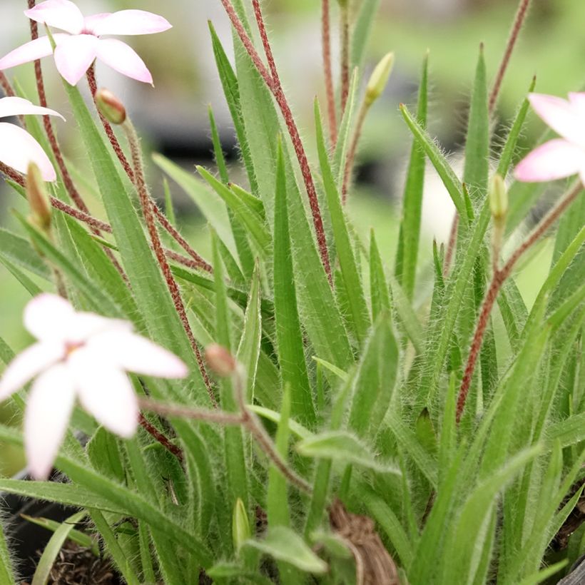 Rhodoxis Fairy Kisses - Rhodohypoxis (x) Hypoxis (Foliage)