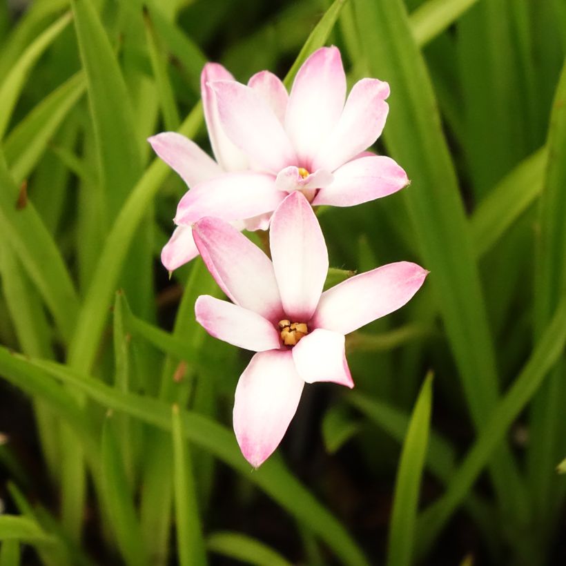 Rhodoxis Summer Stars Peppermint (Floraison)