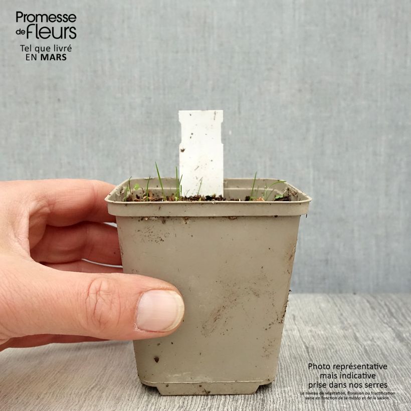 Example of Rhodoxis Summer Stars Peppermint Godet de 8/9 cm as you get in printemps