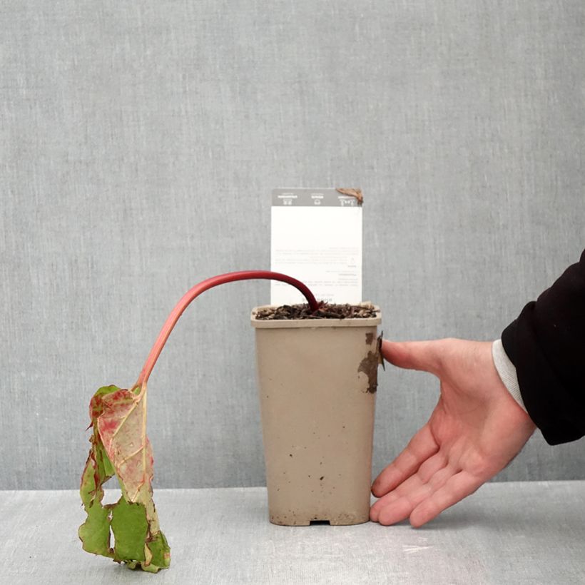 Example of Rhubarbe Canada Red Pot de 1L/1,5L as you get in automne