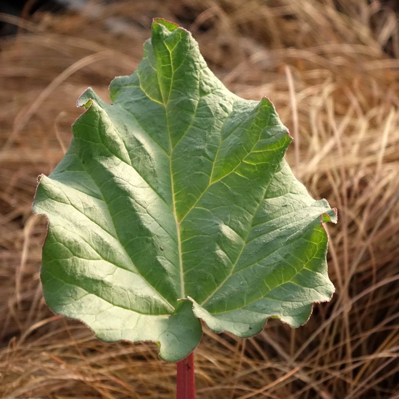Rhubarbe des jardins Victoria - Rheum rhabarbarum (Foliage)