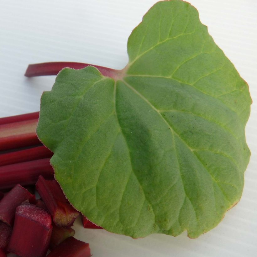 Rhubarbe Fulton's Strawberry Surprise (Foliage)
