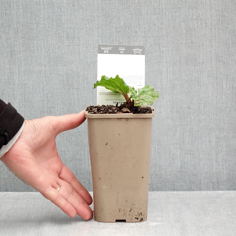 Example of Rhubarbe Fulton's Strawberry Surprise Pot de 1L/1,5L as you get in automne