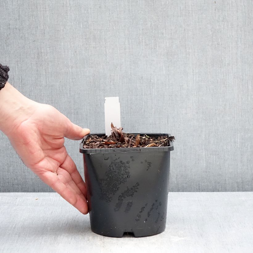 Example of Rhubarbe palmée - Rheum palmatum var. tanguticum Pot de 2L/3L as you get in hiver