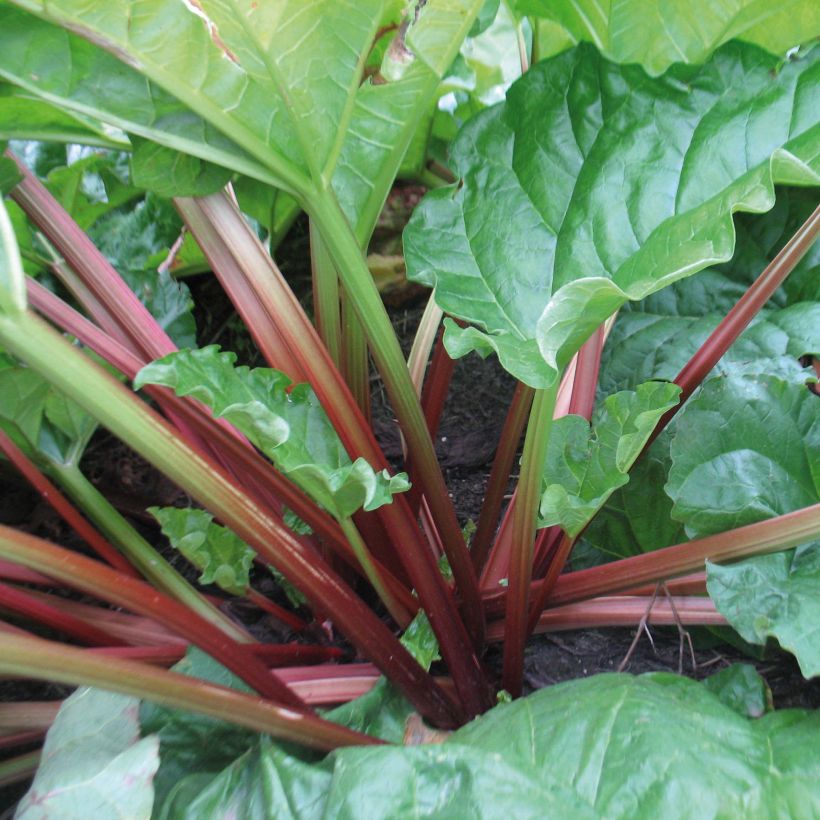 Rhubarbe Raspberry Red (Foliage)