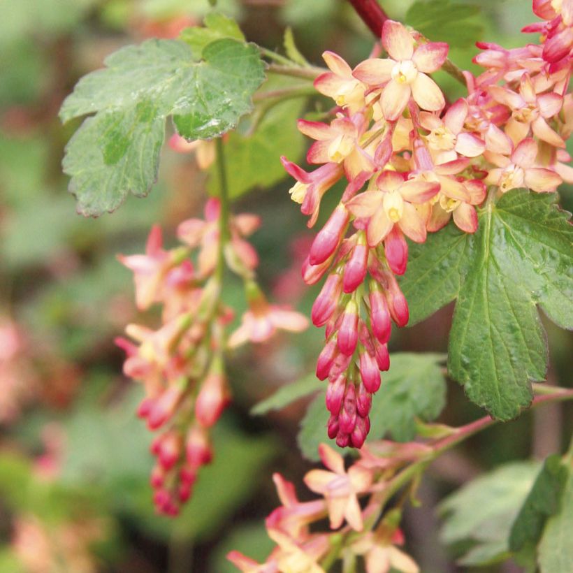 Ribes gordonianum - Groseillier de Gordon (Flowering)