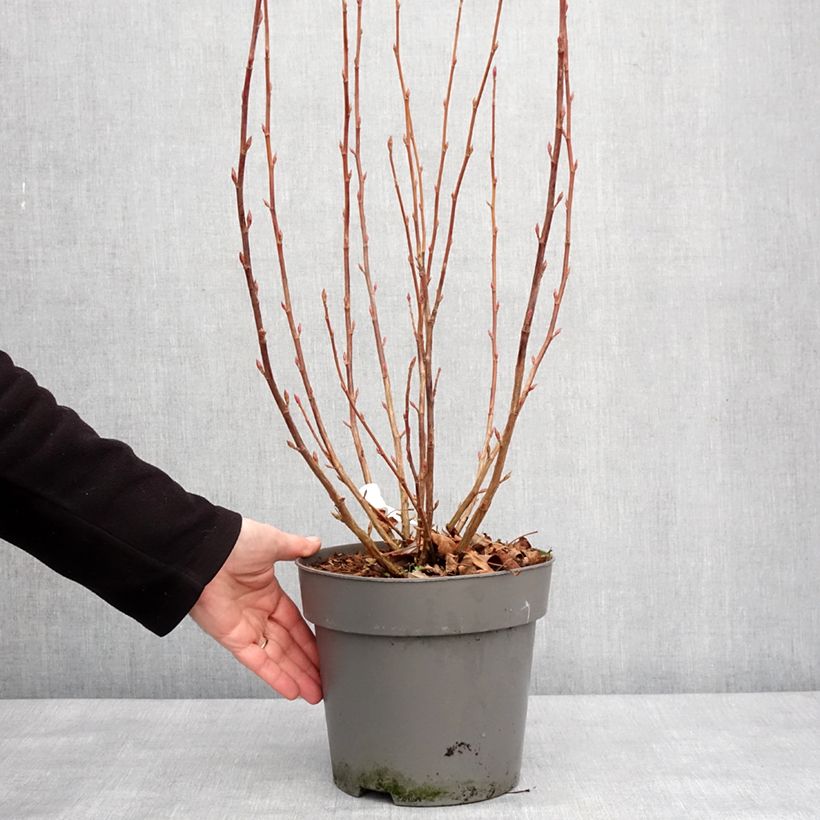 Example of Ribes sanguineum Amore - Groseillier à fleurs Pot de 4L/5L as you get in hiver