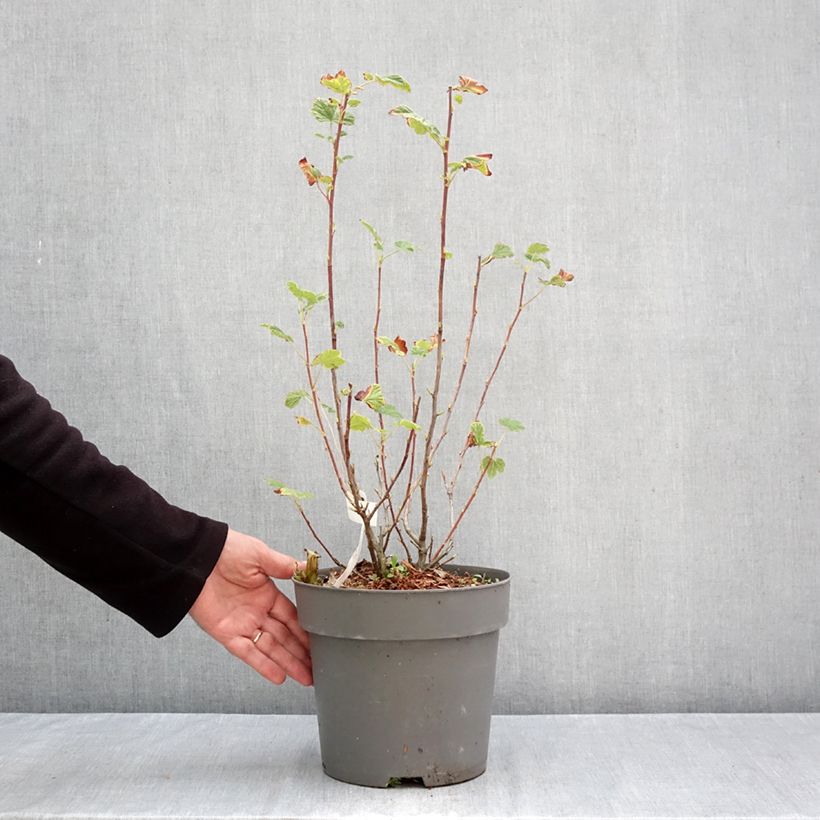 Spécimen de Ribes sanguineum Amore - Groseillier à fleurs Pot de 4L/5L tel que livré en automne