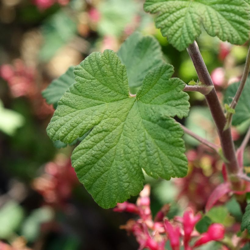 Ribes sanguineum Johannie PinkPomp - Groseillier à fleurs (Feuillage)